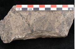 Foto (Objekt + Etikett) von Cassia pseudophaseolites Ettingshausen (NHMW-GEO-2024-0188-10161)